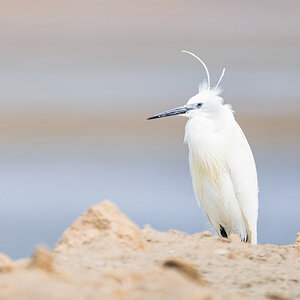2025-09-21 72 Little Egret.jpg