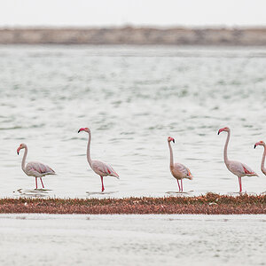 2025-09-21 77 Greater Flamingos.jpg