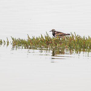 2025-09-21 79 Ruddy Turnstone.jpg
