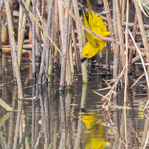 2025-09-28 001 Holubs Golden Weaver.jpg