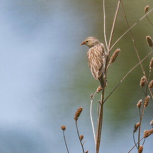 2025-10-02 061 Female Weaver.jpg