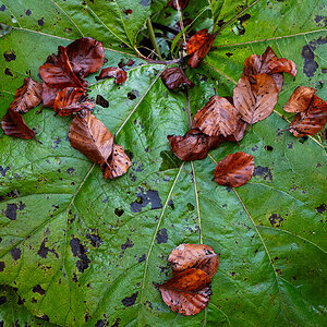 Herbst.jpg