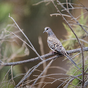 2025-09-21 14 Namaqua Dove.jpg