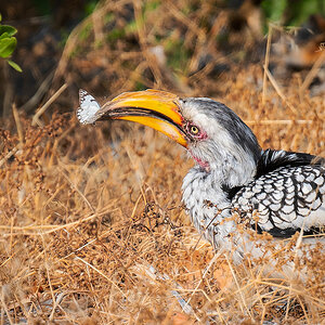 2025-09-23 009 Southern Yellow-billed Hornbill.jpg