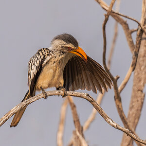 2025-09-23 013 Southern Yellow-billed Hornbill.jpg