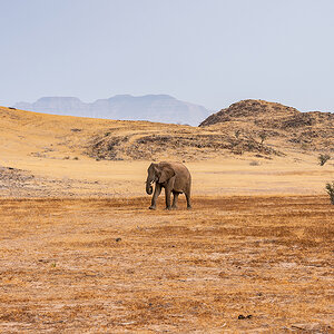 2025-09-23 030 Elephant.jpg