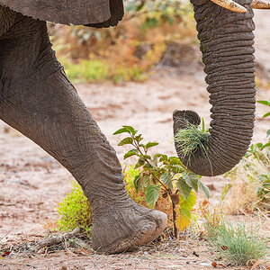 2025-09-23 059 Elephant.jpg