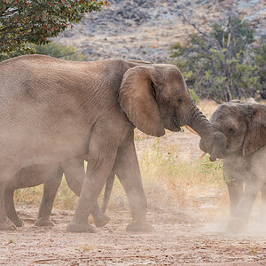 2025-09-23 060 Elephants.jpg