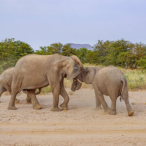 2025-09-23 063 Elephants.jpg