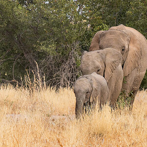 2025-09-23 068 Elephants.jpg