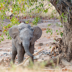 2025-09-23 077 Baby Elephant.jpg