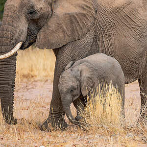 2025-09-23 091 Elephants.jpg