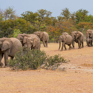 2025-09-23 095 Elephants.jpg