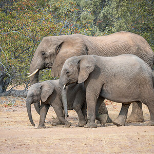 2025-09-23 097 Elephants.jpg