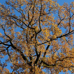 Herbst.jpg