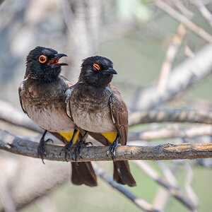 2025-09-24 013 African Red-eyed Bulbuls.jpg