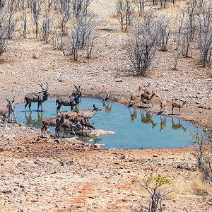2025-09-24 016 Kudus and Impalas.jpg