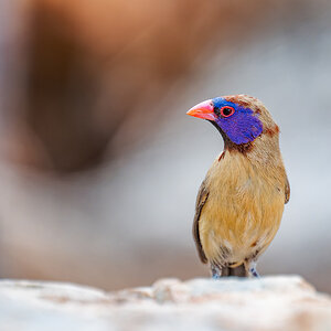 2025-09-24 025 Violet-eared Waxbill.jpg