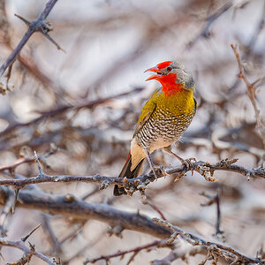 2025-09-24 037 Green-winged Pytilia.jpg