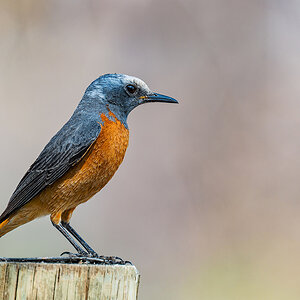 2025-09-24 040 Short-toed Rock Thrush.jpg
