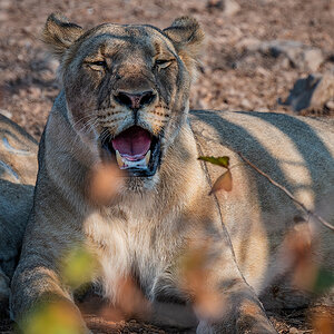 2025-09-24 045 Lion.jpg