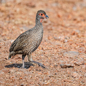 2025-09-24 047 Swainsons Spurfowl.jpg