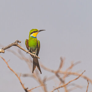 2025-09-24 055 Swallow-tailed Bee-eater.jpg