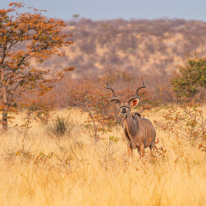 2025-09-24 070 Kudu.jpg