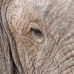 2025-09-24 091 Elephant.jpg