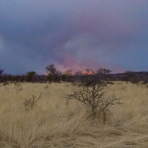2025-09-24 100 Wildfire.jpg