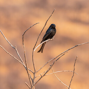 2025-09-25 020 Fork-tailed Drongo.jpg