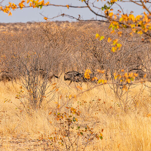 2025-09-25 022 Blue Wildebeest.jpg