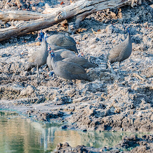 2025-09-25 024 Helmeted Guineafowl.jpg