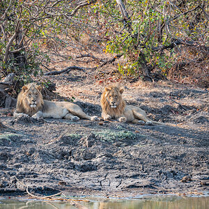 2025-09-25 026 Lions.jpg