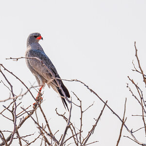 2025-09-25 054 Pale Chanting Goshawk.jpg