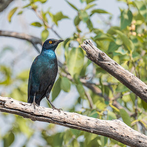 2025-09-25 060 Cape Starling.jpg
