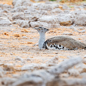 2025-09-26 001 Kori Bustard.jpg