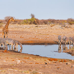 2025-09-26 010 Giraffe and Zebras.jpg