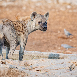 2025-09-26 044 Hyena.jpg