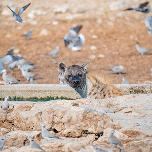 2025-09-26 054 Hyena.jpg