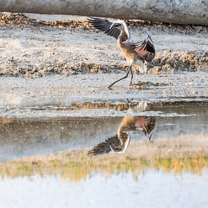 2025-09-27 019 Juvenile Lesser Flamingo Landing.jpg