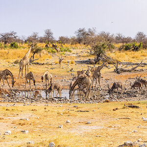 2025-09-27 061 Giraffes and Kudus at Waterhole.jpg