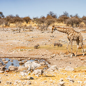 2025-09-27 070 Giraffe and Warthogs and Kori Bustards at Waterhole.jpg
