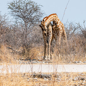 2025-09-27 077 Giraffes.jpg