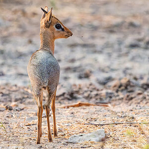 2025-09-27 085 Dik Dik.jpg