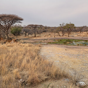 2025-09-27 088 Waterhole at Mokuti Lodge.jpg