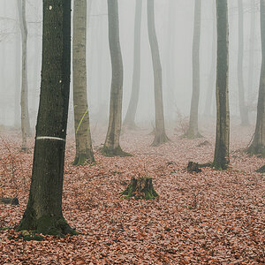 Taunuswald im Nebel