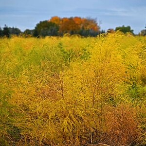 Herbstspargel 3_1.jpg