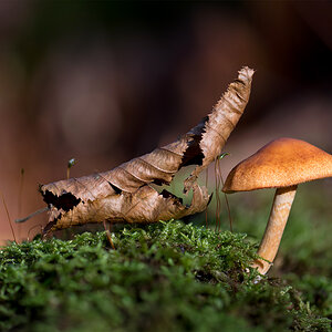 Pilz14.jpg