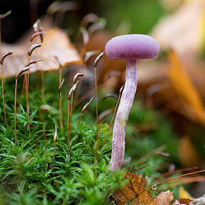 Pilz13.jpg